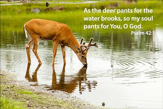 As The Deer Pants For The Water